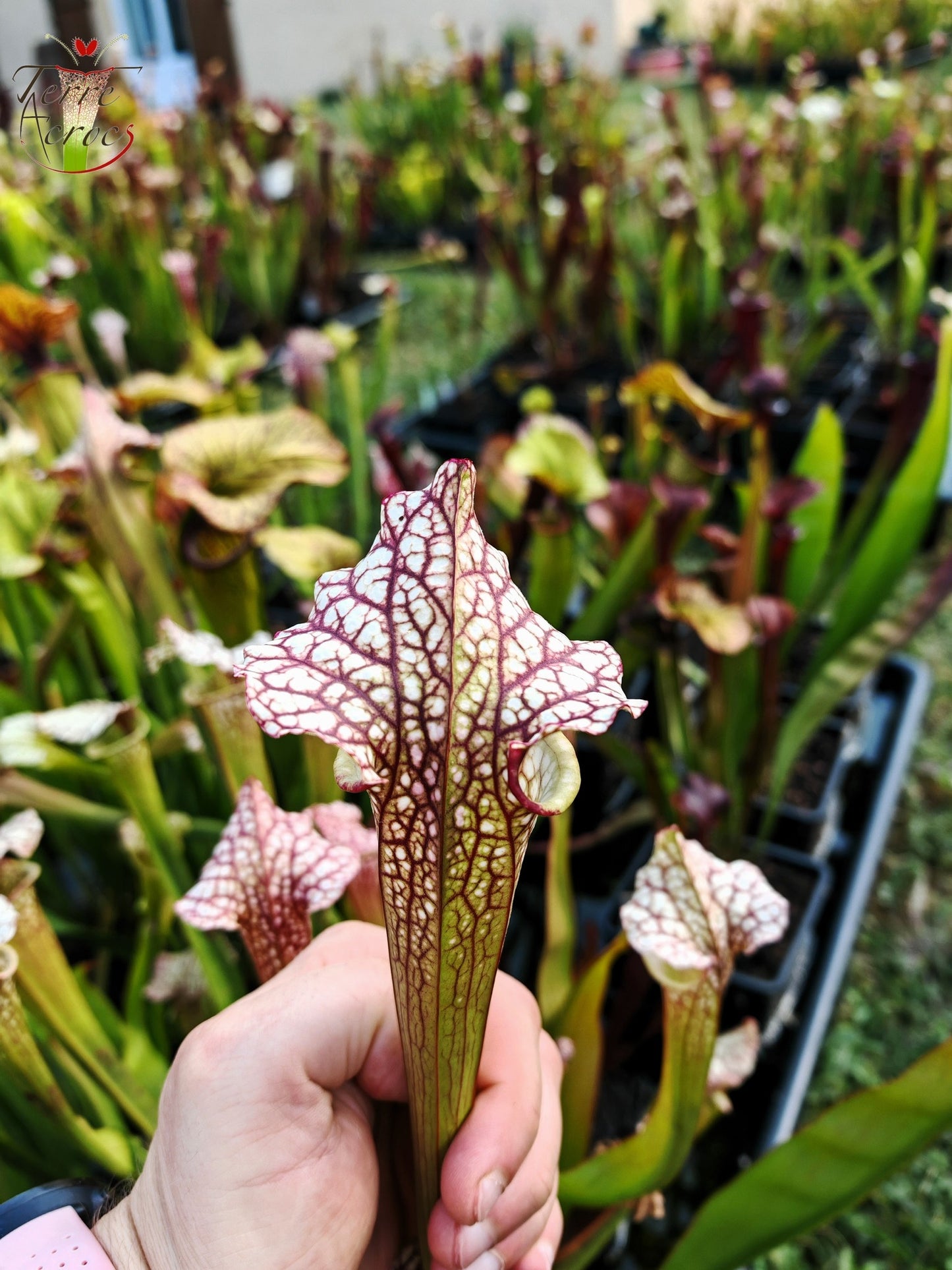 SX41b Sarracenia x (S. x moorei 'Leah Wilkerson' x S. x 'French Kiss')(clone b)