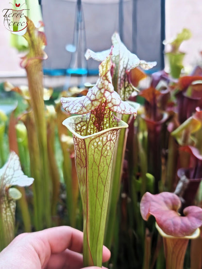 SX41b Sarracenia x (S. x moorei 'Leah Wilkerson' x S. x 'French Kiss')(clone b)