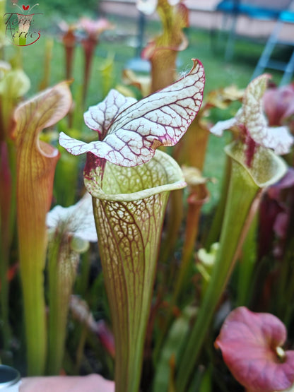 SX41b Sarracenia x (S. x moorei 'Leah Wilkerson' x S. x 'French Kiss')(clone b)