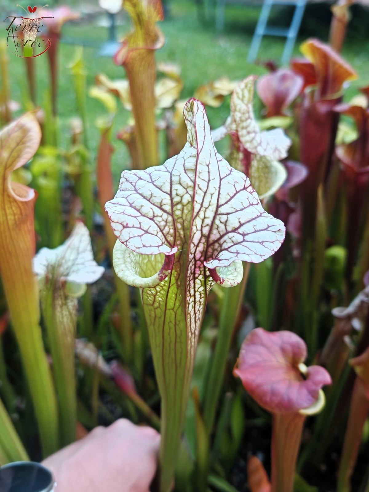 SX41b Sarracenia x (S. x moorei 'Leah Wilkerson' x S. x 'French Kiss')(clone b)