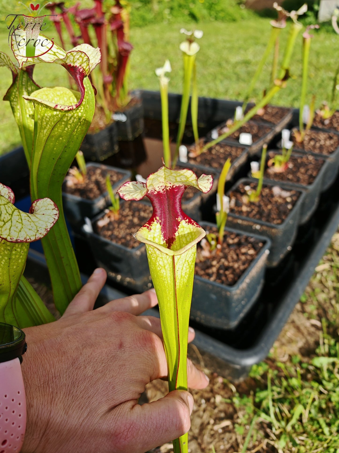 SX41c Sarracenia x (S. x moorei 'Leah Wilkerson' x S. x 'French Kiss')(clone c)