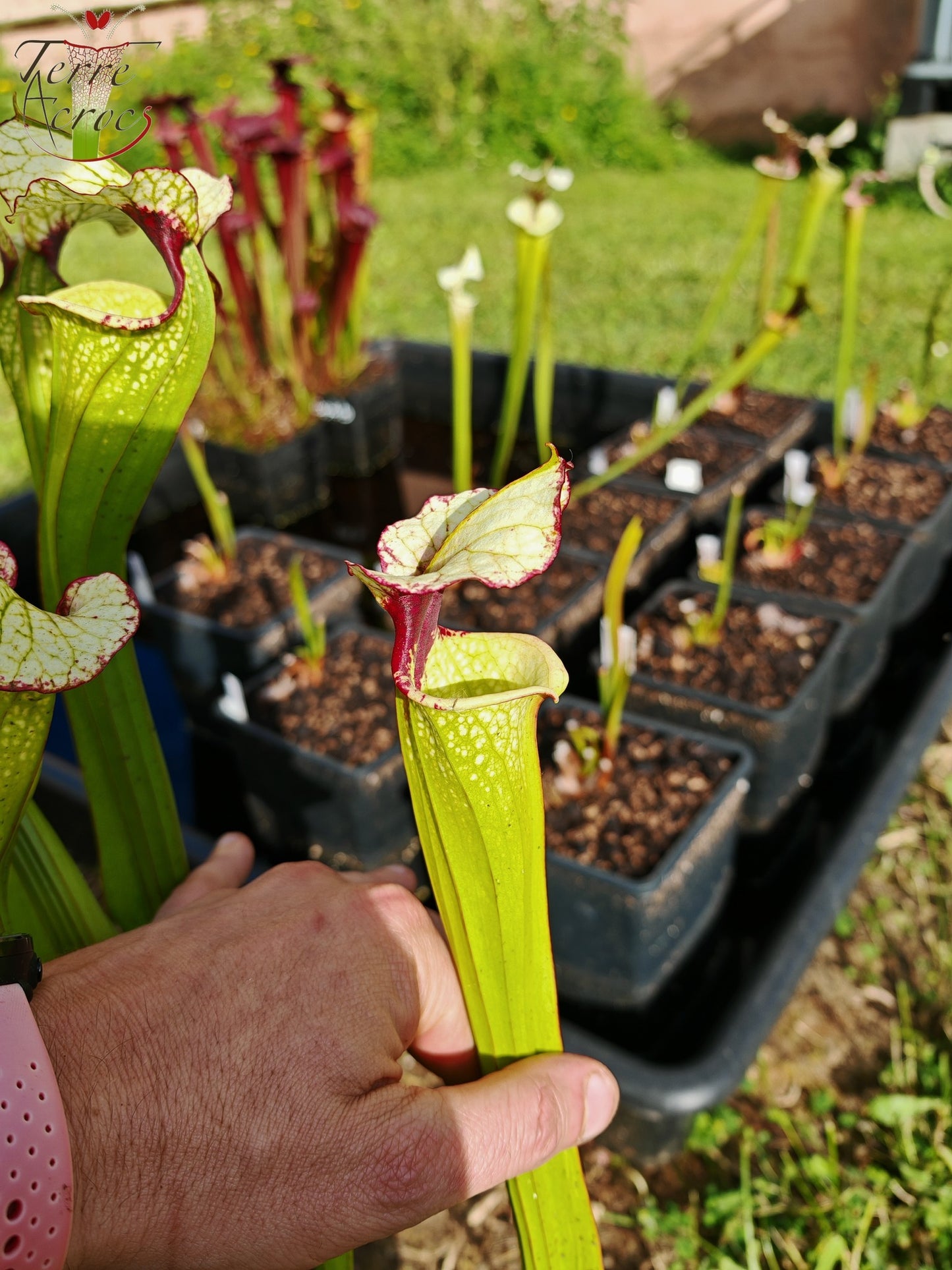 SX41c Sarracenia x (S. x moorei 'Leah Wilkerson' x S. x 'French Kiss')(clone c)