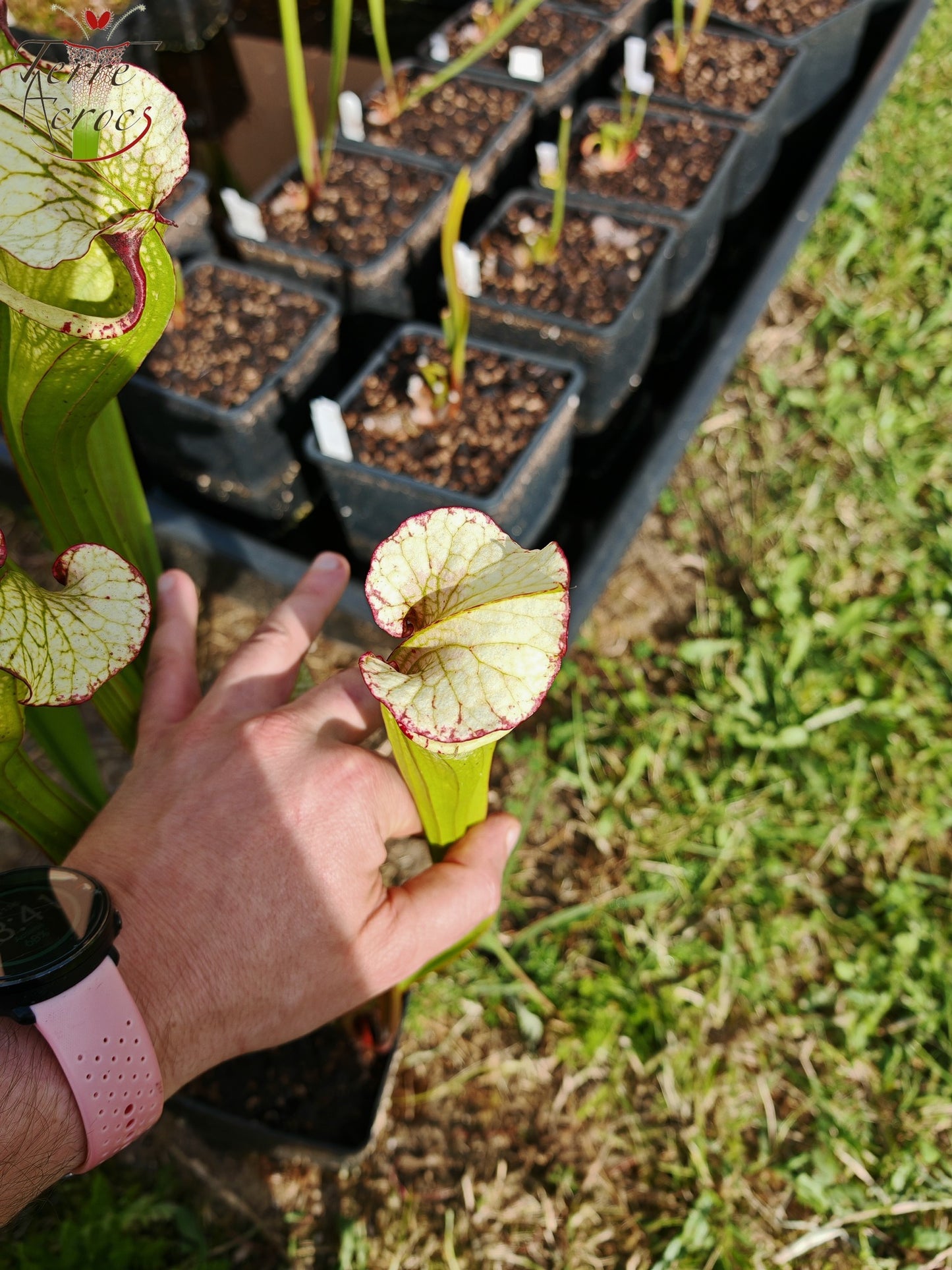 SX41c Sarracenia x (S. x moorei 'Leah Wilkerson' x S. x 'French Kiss')(clone c)