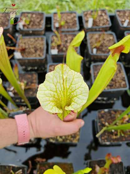 SX41c Sarracenia x (S. x moorei 'Leah Wilkerson' x S. x 'French Kiss')(clone c)