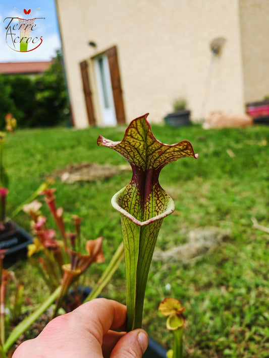 SX41E Sarracenia x (S. x moorei 'Leah Wilkerson' x S. x 'French Kiss') pubescent