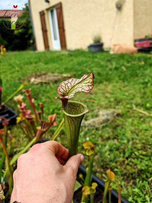 SX41E Sarracenia x (S. x moorei 'Leah Wilkerson' x S. x 'French Kiss') pubescent