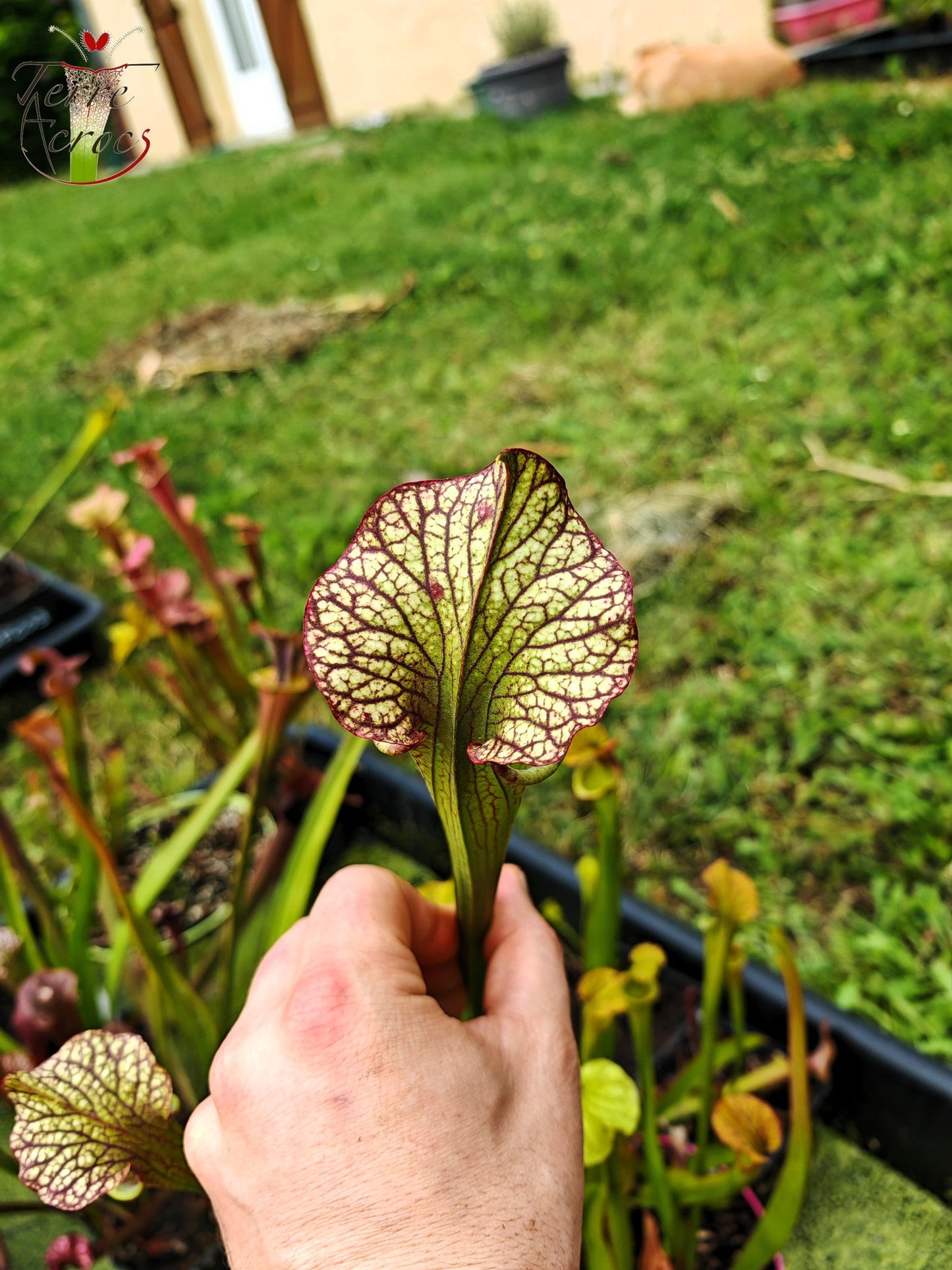 SX41E Sarracenia x (S. x moorei 'Leah Wilkerson' x S. x 'French Kiss') pubescent