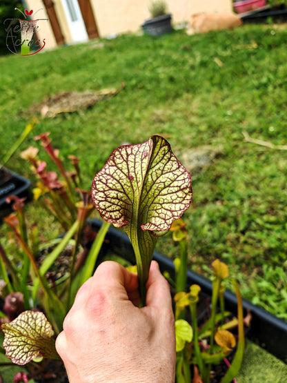 SX41E Sarracenia x (S. x moorei 'Leah Wilkerson' x S. x 'French Kiss') pubescent