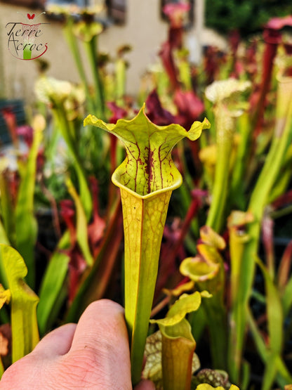 SX41j Sarracenia x (S. x moorei 'Leah Wilkerson' x S. x 'French Kiss')