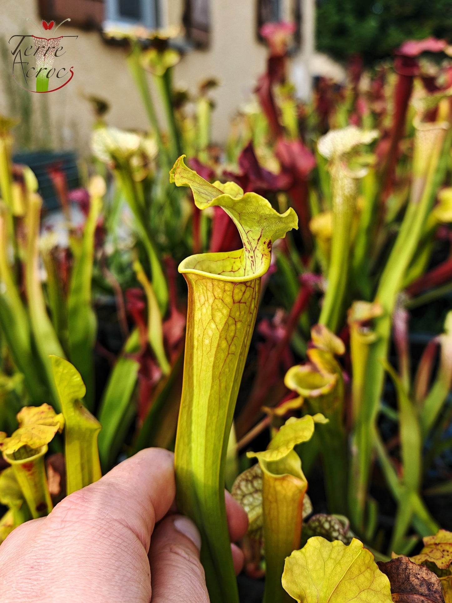 SX41j Sarracenia x (S. x moorei 'Leah Wilkerson' x S. x 'French Kiss')