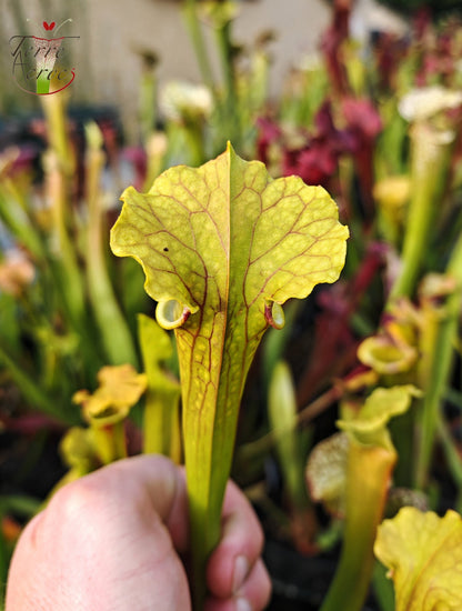 SX41j Sarracenia x (S. x moorei 'Leah Wilkerson' x S. x 'French Kiss')