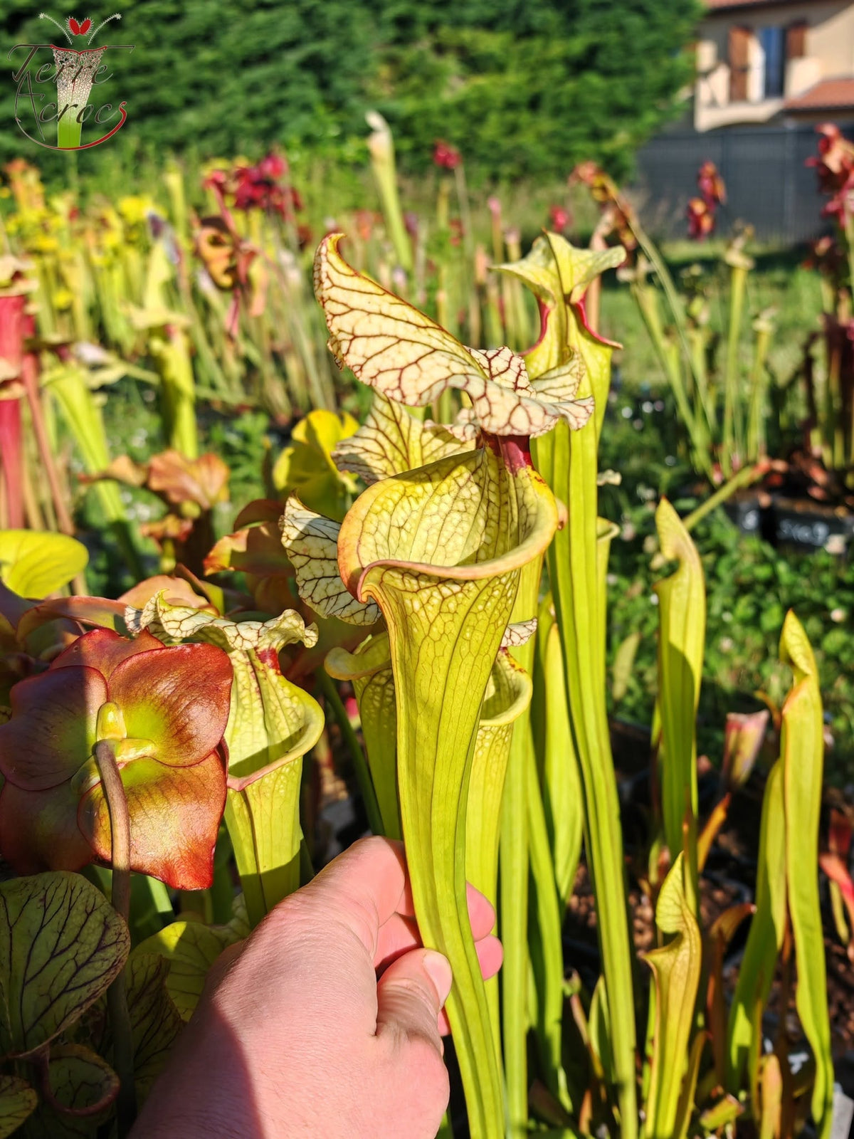 SX42 Sarracenia x (leucophylla heterophylla anthocyanin free x ‘Adrian Slack’)