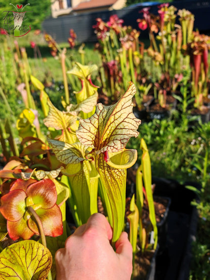 SX42 Sarracenia x (leucophylla heterophylla anthocyanin free x ‘Adrian Slack’)