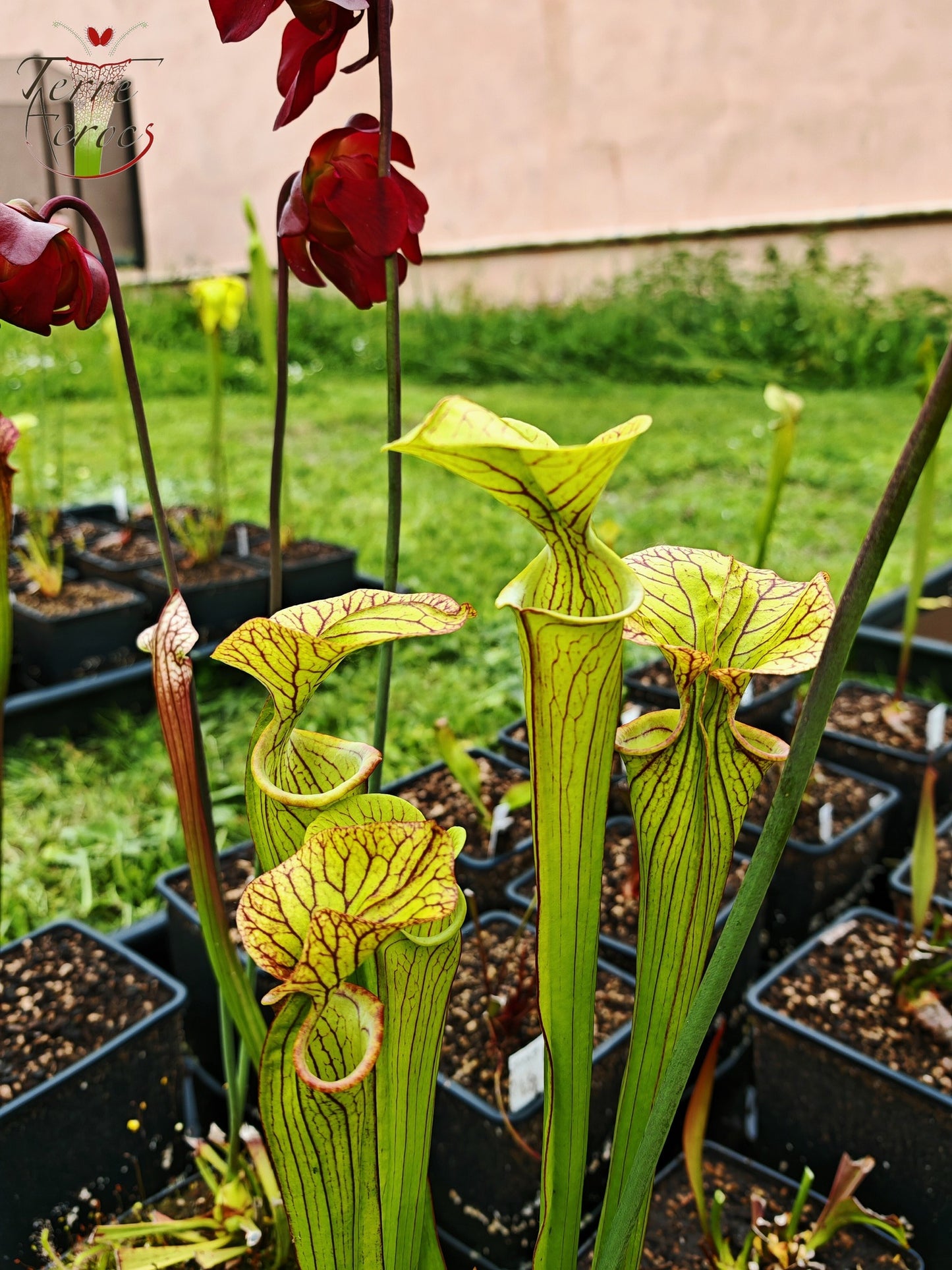 SX43 Sarracenia x inconnu (OB mix seeds 2017)