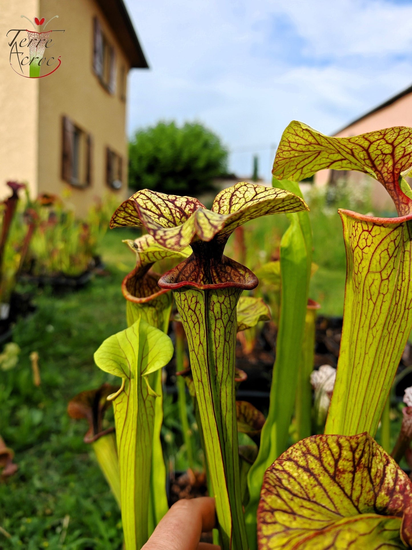 SX43 Sarracenia x inconnu (OB mix seeds 2017)