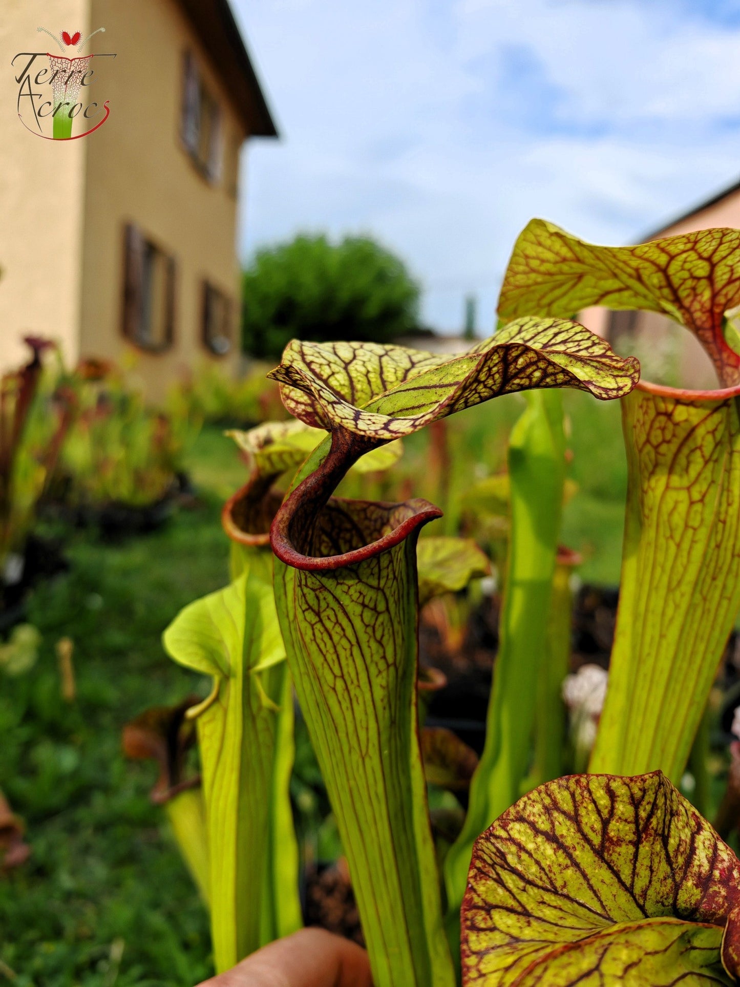 SX43 Sarracenia x inconnu (OB mix seeds 2017)