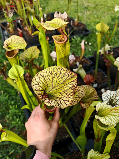 SX43 Sarracenia x inconnu (OB mix seeds 2017)