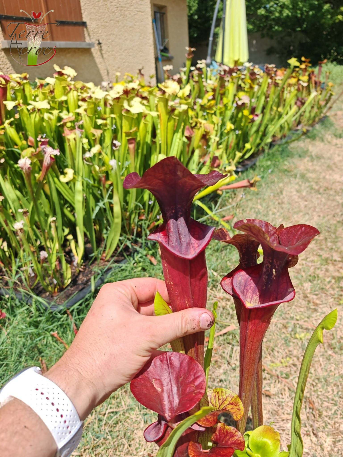 SX47 Sarracenia x „Goldwaschen“