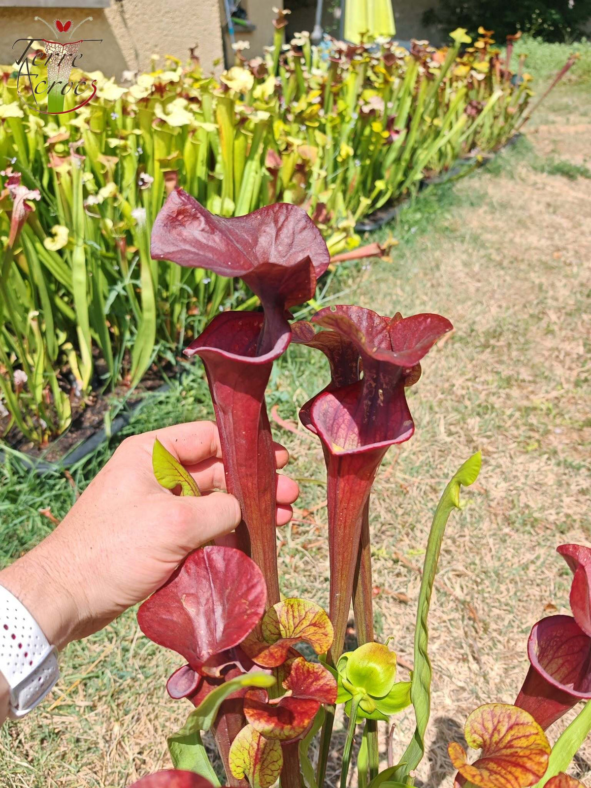 SX47 Sarracenia x „Goldwaschen“