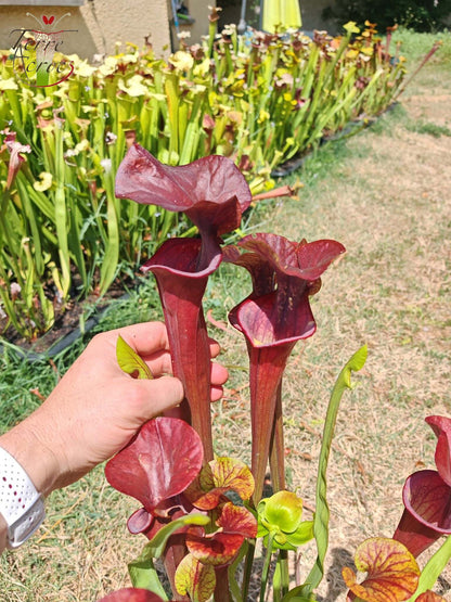 SX47 Sarracenia x „Goldwaschen“