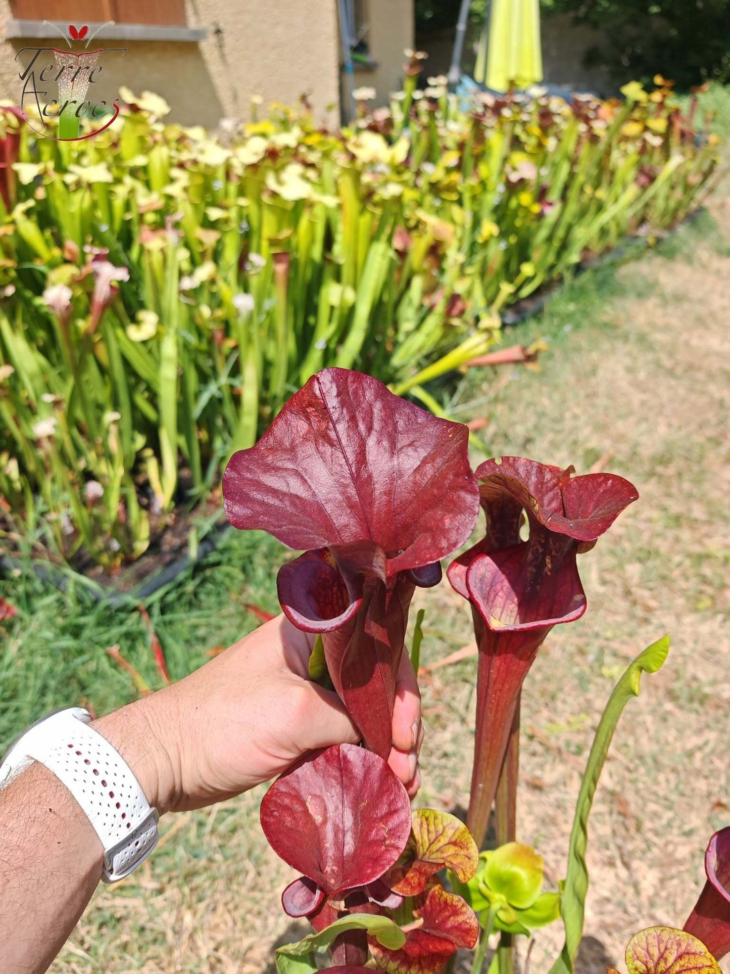 SX47 Sarracenia x „Goldwaschen“