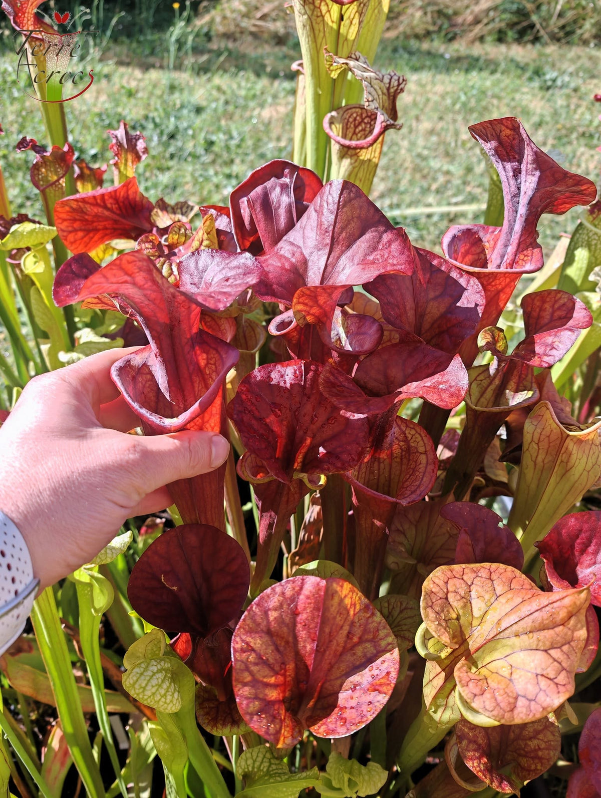 SX47 Sarracenia x “Orpaillage”