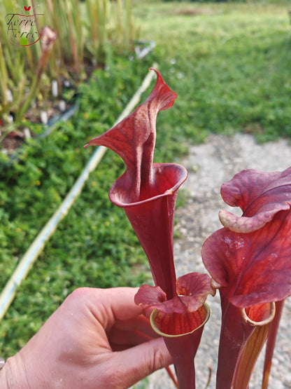 SX47U02 Sarracenia x (S. x moorei “Luben's Red” x S. flava var. atropurpurea -- All Red )