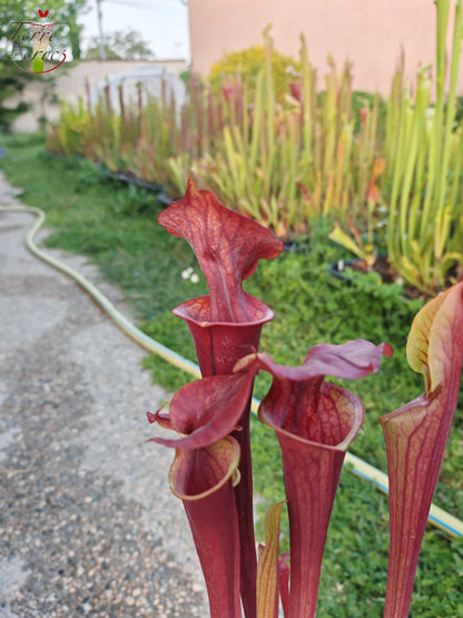 SX47U02 Sarracenia x (S. x moorei “Luben's Red” x S. flava var. atropurpurea -- All Red )