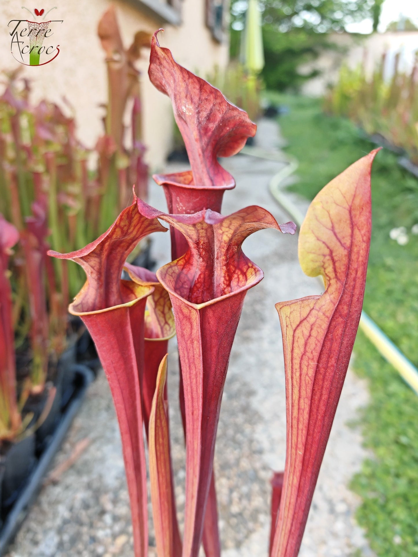 SX47U02 Sarracenia x (S. x moorei “Luben's Red” x S. flava var. atropurpurea -- All Red )