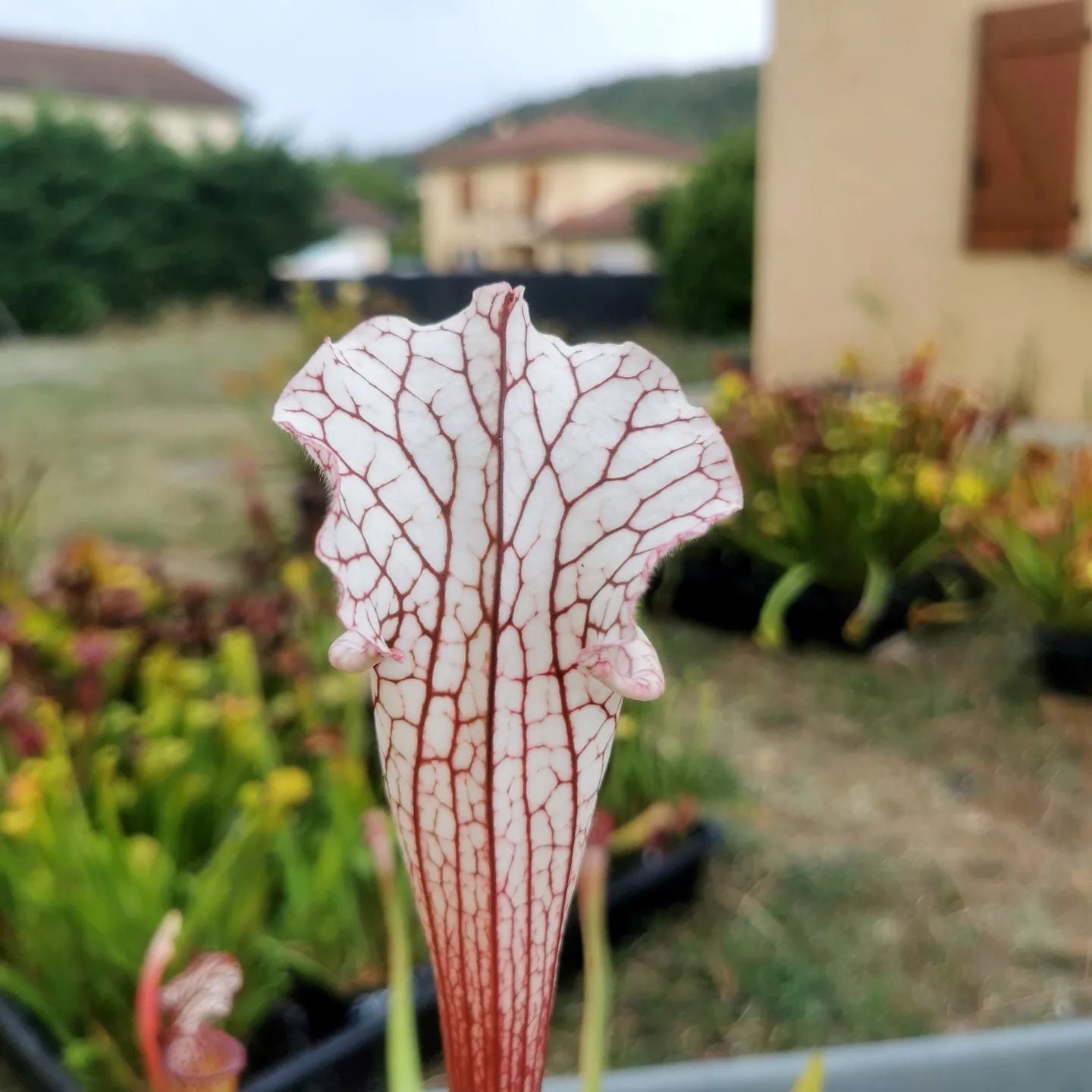 SX48 Sarracenia x -- Early pink / burgundy tube then white with pink lip