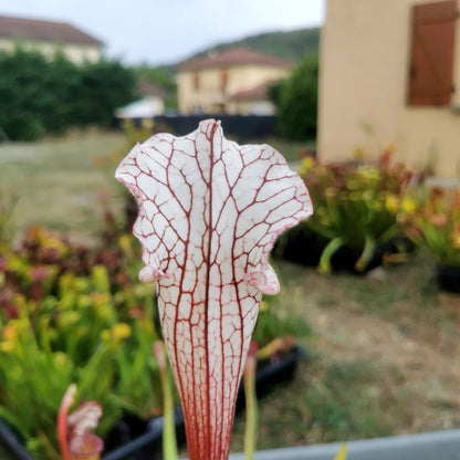 SX48 Sarracenia x -- Early pink / burgundy tube then white with pink lip