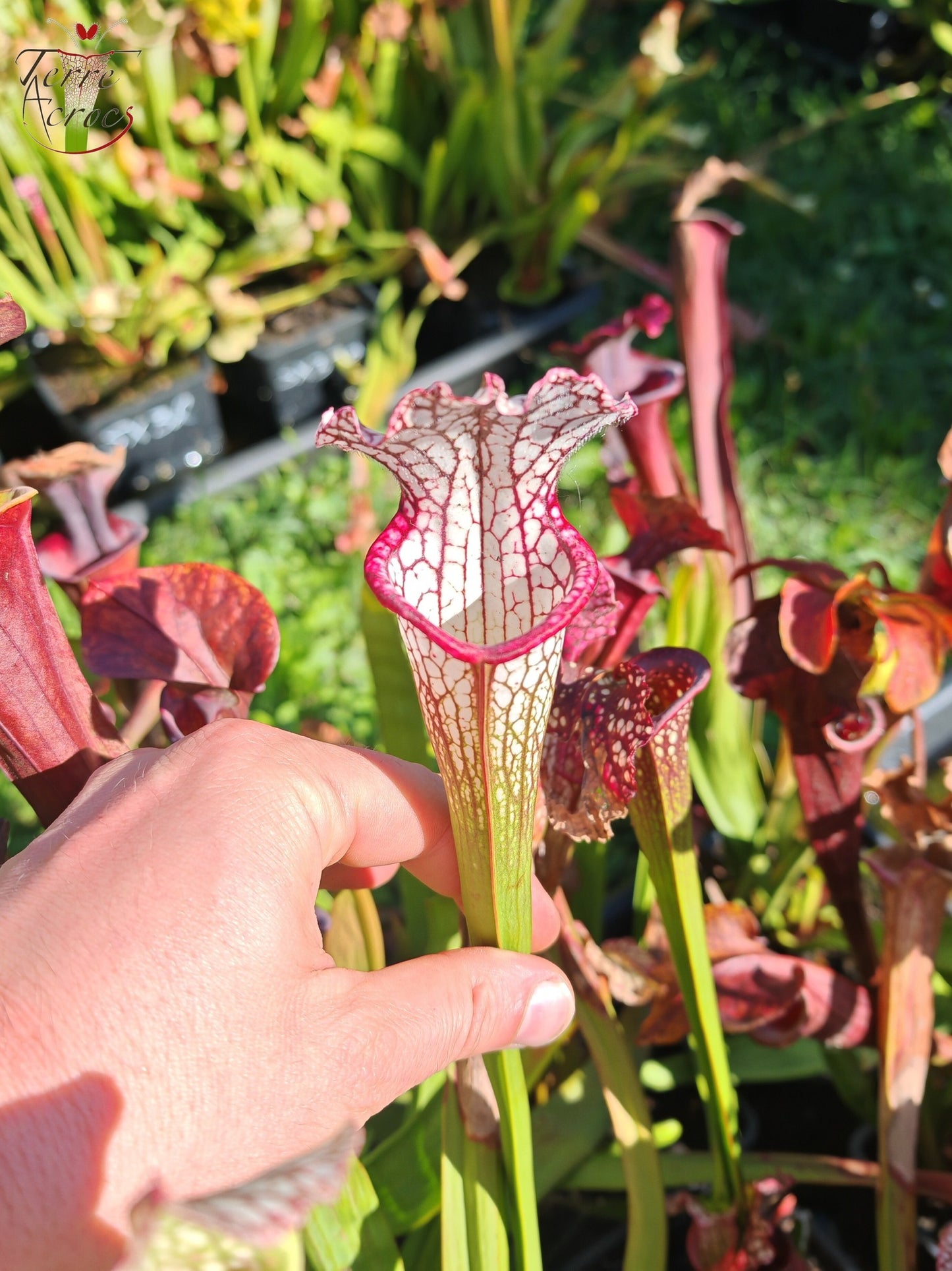 SX48 Sarracenia x -- Early pink / burgundy tube then white with pink lip