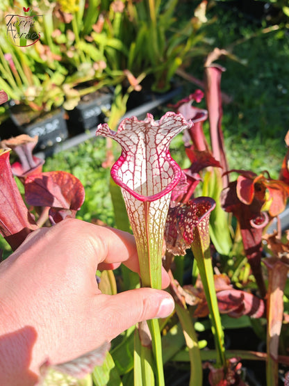 SX48 Sarracenia x -- Early pink / burgundy tube then white with pink lip