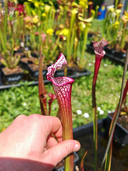 SX48 Sarracenia x -- Early pink / burgundy tube then white with pink lip