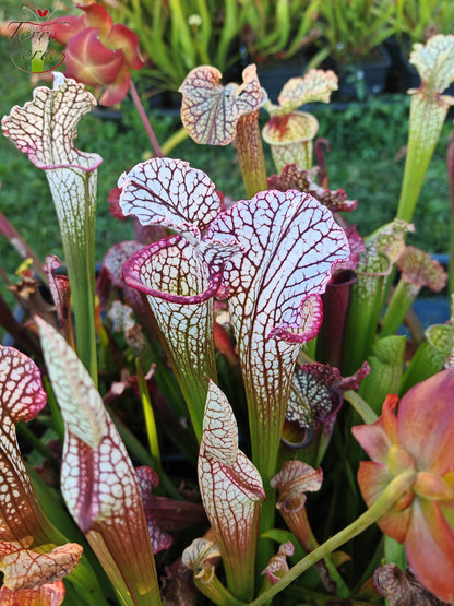 SX48 Sarracenia x -- Early pink / burgundy tube then white with pink lip