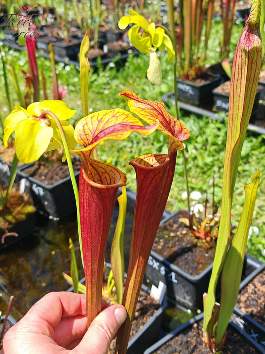 Graines Sarracenia 2025 (SX58 x OP)