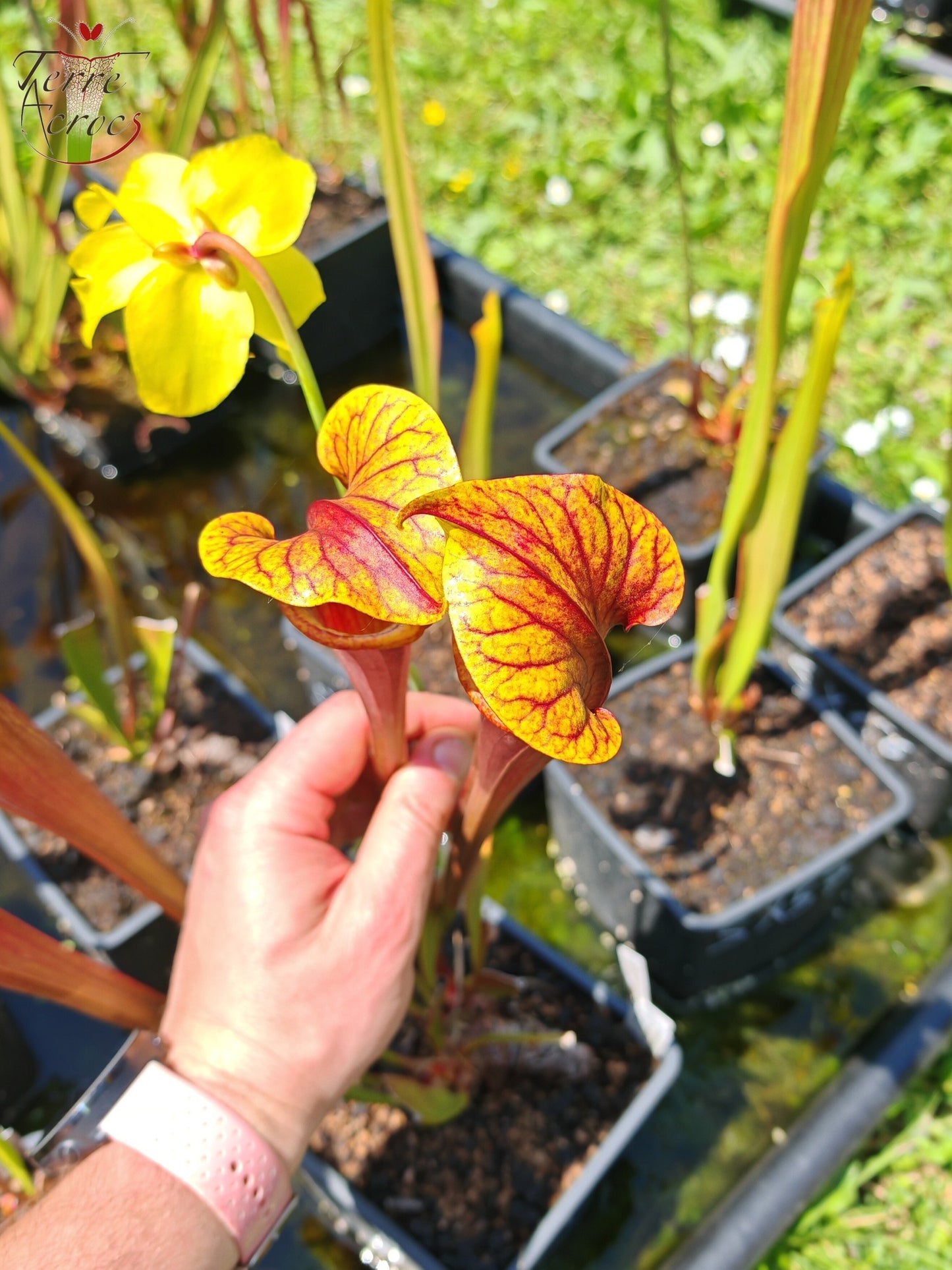 Graines Sarracenia 2025 (SX58 x OP)