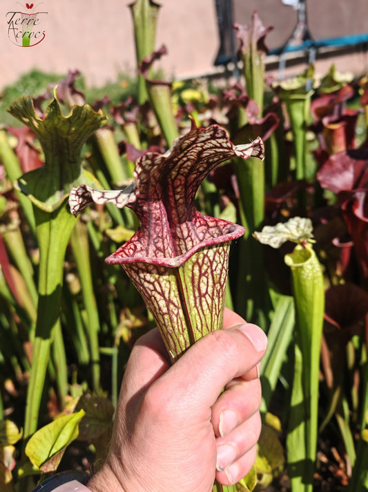 SX67  Sarracenia x ((S. leucophylla x S. oreophila) x S. leucophylla)