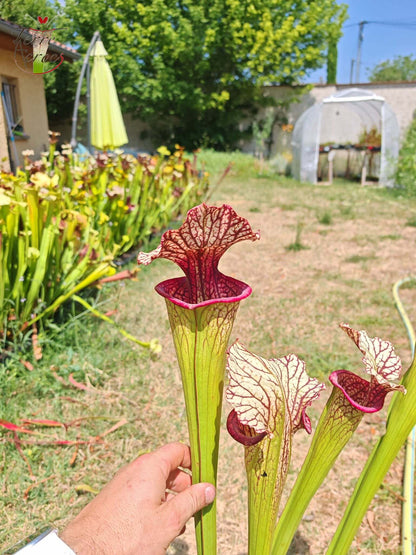 SX67 Sarracenia x ((S. leucophylla x S. oreophila) x S. leucophylla)