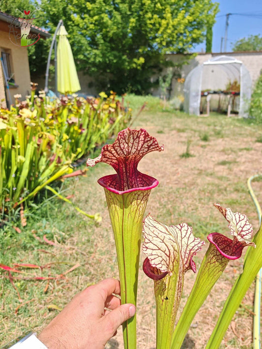 SX67 Sarracenia x ((S. leucophylla x S. oreophila) x S. leucophylla)