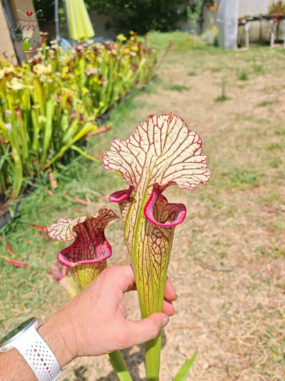 SX67 Sarracenia x ((S. leucophylla x S. oreophila) x S. leucophylla)