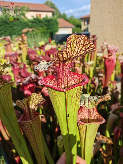 SX67  Sarracenia x ((S. leucophylla x S. oreophila) x S. leucophylla)