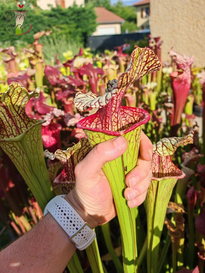 SX67  Sarracenia x ((S. leucophylla x S. oreophila) x S. leucophylla)