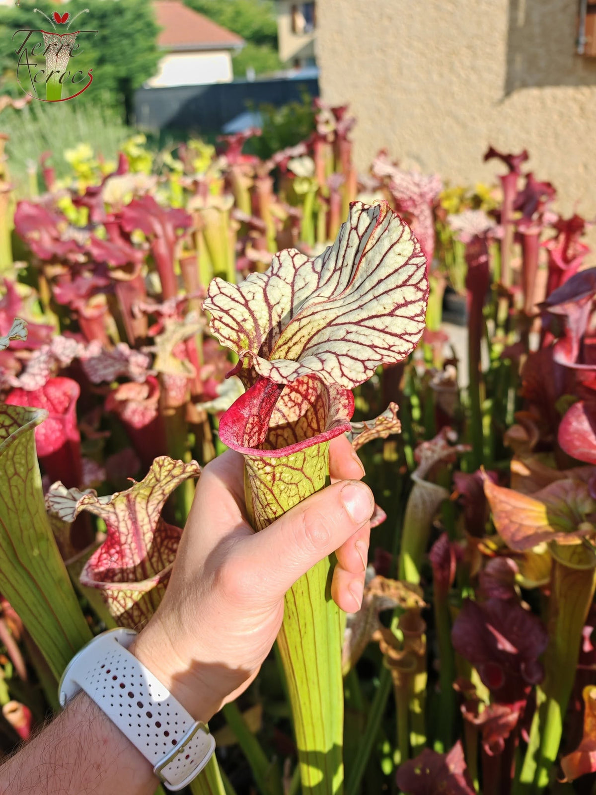 SX67  Sarracenia x ((S. leucophylla x S. oreophila) x S. leucophylla)