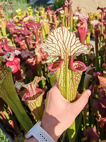 SX67  Sarracenia x ((S. leucophylla x S. oreophila) x S. leucophylla)
