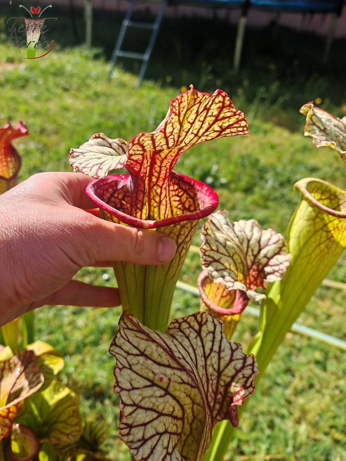 SX67  Sarracenia x ((S. leucophylla x S. oreophila) x S. leucophylla)