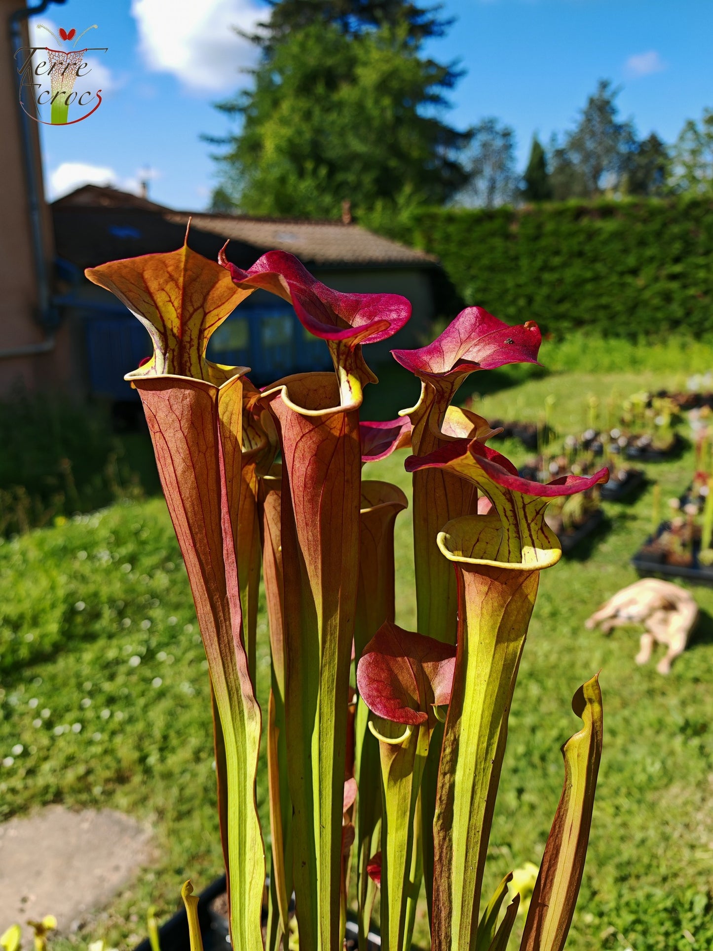 SX70 Sarracenia x "Triste Amour"