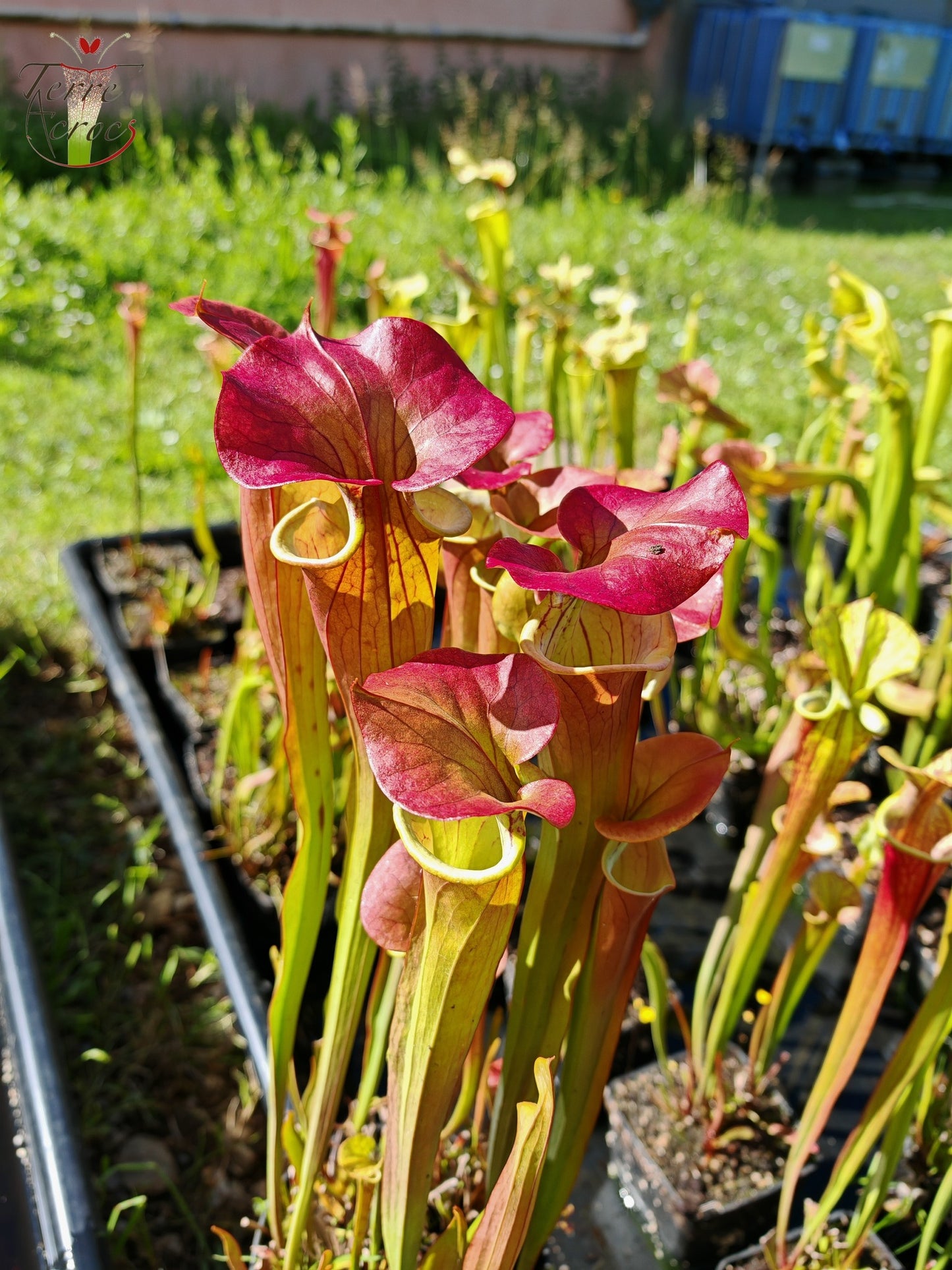 SX70 Sarracenia x "Triste Amour"