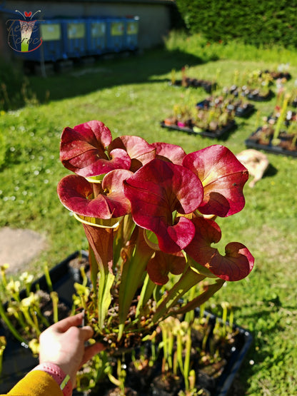 SX70 Sarracenia x "Triste Amour"