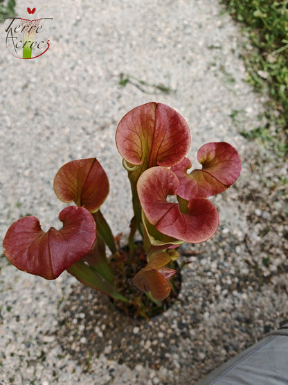 SX70 Sarracenia x "Triste Amour"